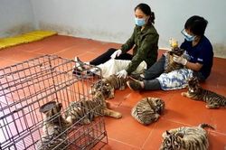 Ngăn chặn nạn săn bắt, vận chuyển trái phép động vật hoang dã