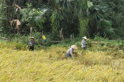 Nông dân xã Thanh Quân 'cứu' lúa sau bão