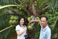 Độc đáo dự án 'Cây dừa cho bạn – Tấm lòng trao đi'