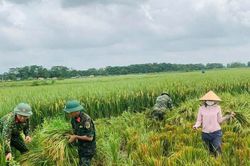 Công an, bộ đội xuống đồng gặt lúa giúp người nông dân tại Hà Nội sau bão