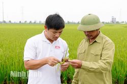 Chàng trai trẻ tiên phong đưa khoa học vào đồng ruộng