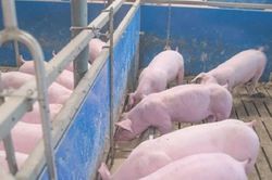 Giá heo hơi hôm nay 5/10: Kết thúc tuần bằng đợt giảm mới tại miền Bắc