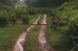 Hổ dữ đối đầu trăn khổng lồ giữa đường