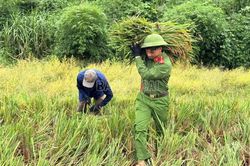 Công an xã Bảo Thắng giúp dân thu hoạch lúa tránh hoàn lưu bão số 11