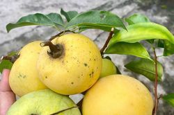 Mùa thơm hương ký ức