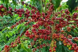 Thị trường ổn định, giá cà phê giữ mức 117.000 đồng/kg