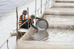 GREENFEED và hành trình tham gia chuỗi giá trị thủy hải sản toàn cầu
