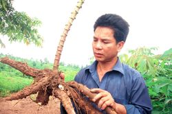 Tay trắng thành triệu phú sắn vùng biên