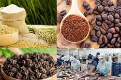 Giá nông sản hôm nay 8/10/2025: Giá lúa gạo, cao su, cà phê, hồ tiêu, heo hơi