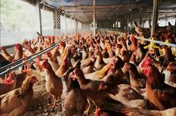 Ngành chăn nuôi 'kẹt' trong vòng xoáy tái đàn và thua lỗ