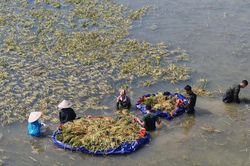 Hà Nội: Xã Đa Phúc phát thông báo khẩn, di dời người dân khỏi khu vực nguy hiểm do lũ lớn