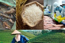 Giá nông sản hôm nay 10/10/2025: Giá lúa gạo, cao su, cà phê, hồ tiêu, heo hơi