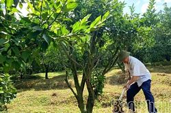 Phòng giao dịch NHCSXH Đà Bắc: Đưa vốn đến tay người nghèo