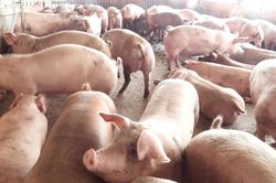 Giá heo hơi hôm nay 11/10: 9 tỉnh miền Bắc đồng loạt rớt 1.000 đồng/kg, miền Nam giảm nhẹ