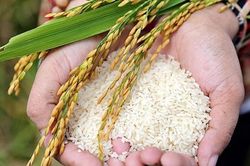 Giá lúa gạo hôm nay: Gạo nguyên liệu OM 5451 giảm nhẹ, thị trường xuất khẩu tiếp tục hạ nhiệt