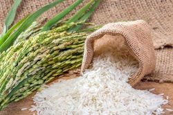 Giá lúa gạo hôm nay 13/10: Thị trường trong nước giữ ổn định, xuất khẩu tiếp tục chịu sức ép giảm giá