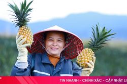 Khám phá cánh đồng dứa tuyệt đẹp ở Hà Tĩnh
