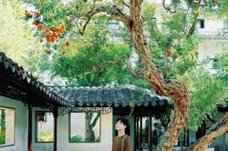 Cây lựu trăm tuổi đỏ rực giữa trời thu Tô Châu hút du khách thập phương