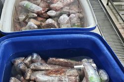 Khởi tố nhóm đối tượng bơm phụ phẩm vào thịt trâu 'phù phép' thành thịt bò WAGYU