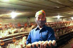 Sức bật từ phong trào nông dân Nghệ An thi đua sản xuất, kinh doanh giỏi