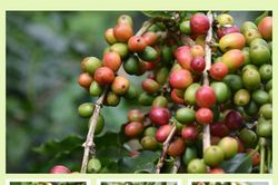 Sẵn sàng Ngày hội Cà phê ở Búng Lao