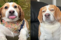 Chú cún khiến triệu người 'thả tim' vì biểu cảm đa dạng, 'bồng bềnh' quá cưng