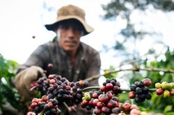 Giá cà phê hôm nay 17/10/2025: Lên đỉnh trở lại