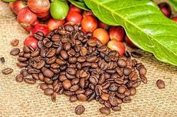 Giá cà phê đảo chiều tăng, cao nhất 114.500 đồng/kg