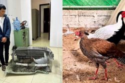 5 luật sư bào chữa miễn phí cho người nuôi gà lôi trắng
