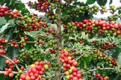 Giá cà phê hôm nay 18.10: Trong nước lập đỉnh mới, Đắk Lắk vượt 115.500 đồng/kg