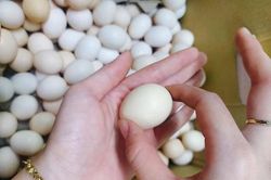 Phân biệt trứng gà thả vườn nhờ biết 4 cách đơn giản
