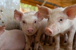 Giá heo hơi hôm nay 19/10: 3 miền lặng sóng quanh ngưỡng 49.000-54.000 đồng/kg