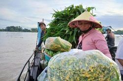 Cá linh nặng tình bông điên điển