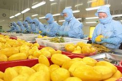 Xuất khẩu rau quả hướng tới kỷ lục mới, kỳ vọng vượt mốc 8 tỷ USD năm 2025