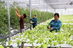 Trồng trọt phát thải thấp: Cụ thể hóa các mục tiêu phát triển nông nghiệp bền vững