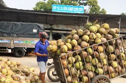 ĐBSCL: Giá trái dừa tươi giảm mạnh