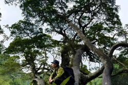 Quảng Trị xây dựng tour du lịch khám phá bách xanh đá Phong Nha - Kẻ Bàng