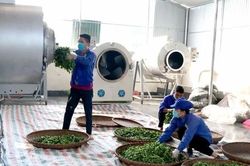 Hướng đi xanh cho sản phẩm OCOP: Thúc đẩy sản xuất thân thiện môi trường