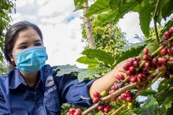 Giá nông sản hôm nay 24/10/2025: Giá cà phê tiếp đà tăng mạnh, hồ tiêu duy trì ổn định