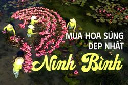 Ninh Bình đang vào mùa hoa súng đẹp nhất trong năm