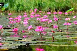 Sắc tím Tam Cốc – Bức họa diệu kỳ giữa lòng Ninh Bình