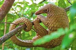 Top sự thật giật mình về loài thú duy nhất có vảy