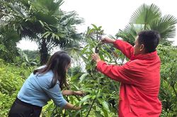 Sinh kế mới mở lối phát triển vùng cao Nghệ An