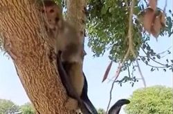 Rắn hổ mang im lặng chịu trận khi bị khỉ bắt lên cây trêu đùa