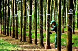 Thị trường Campuchia mang lại 'mùa vàng' cho Cao su Tây Ninh (TRC)