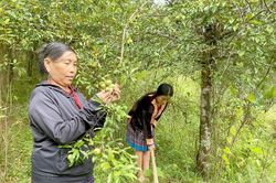 Sơn Tra mùa chín rộ: Nỗi lo giá rớt và bài toán đầu ra