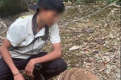 Hiểm nguy từ săn nhộng ong rừng