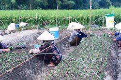 Nông dân Nghệ An tất bật xuống giống chuẩn bị cho vụ hoa Tết