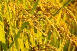 Giá lúa gạo hôm nay 30/10: Gạo xuất khẩu Việt Nam giữ vị thế dẫn đầu, Philippines có nguy cơ thiếu hụt gạo
