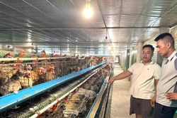 Nông dân đầu tư chăn nuôi gia cầm quy mô lớn, hiệu quả cao